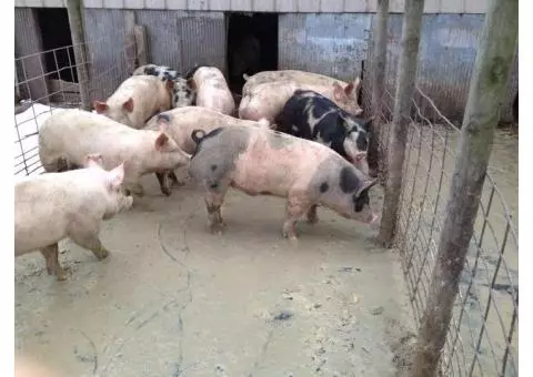 Butcher Hogs For Sale